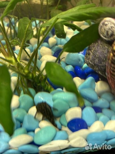 Сомики анциструсы