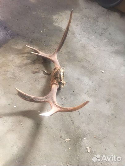 Рога лося