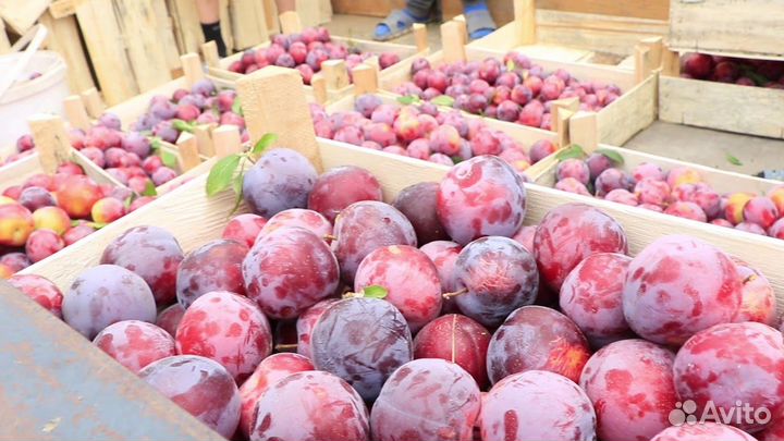 Слива Бербанк гигант на подвое Бест саженцы