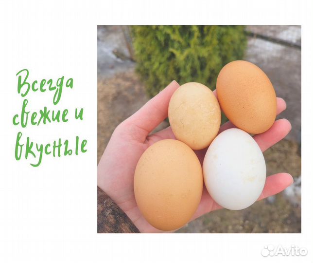 Домашние куриные яйца