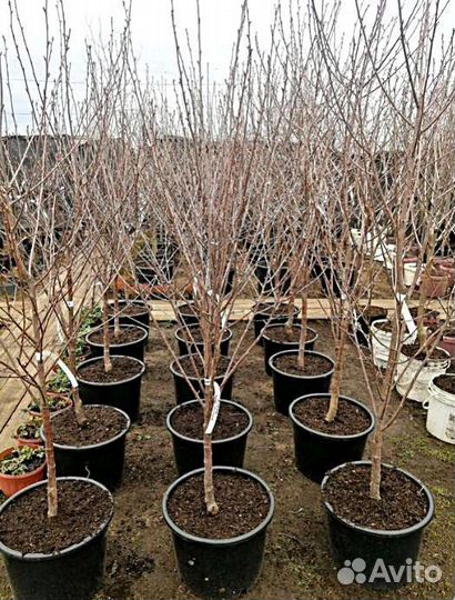 Саженцы Яблоня Чемпион