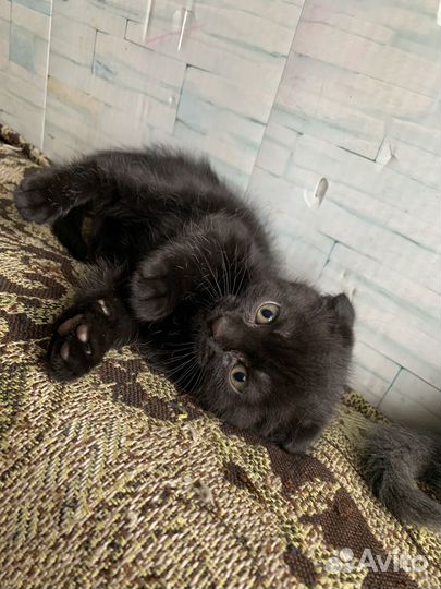 Шотландские котята