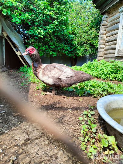 Индоутка селезень