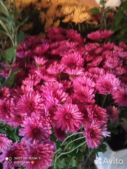 Хризантемы многолетние