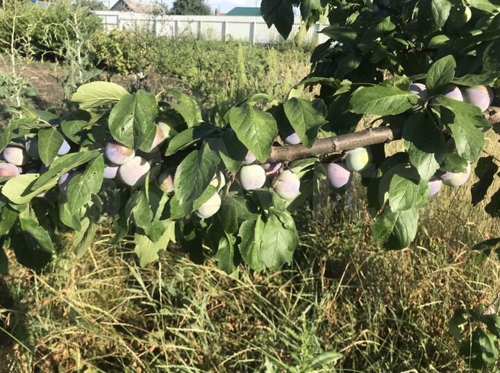 Участок 13 сот. (ИЖС)