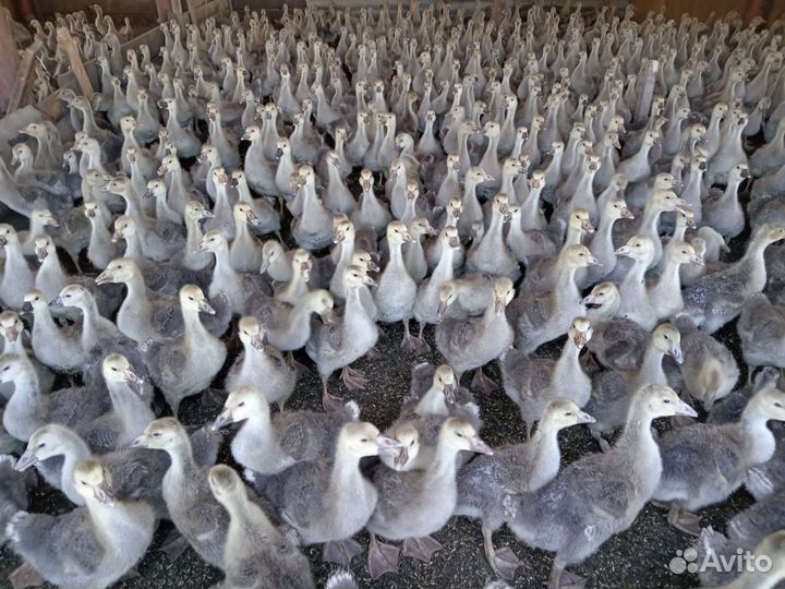 Утята Агидель