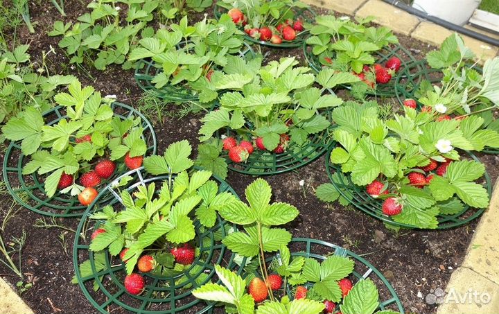 Опора клубничная 