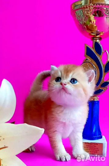 Золотая шиншилла