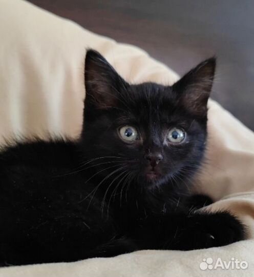 Кошка в добрые руки