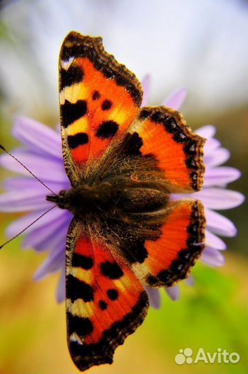 Детская Миниферма Тропических Бабочек ф/б-79