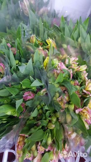 Работник в теплицу