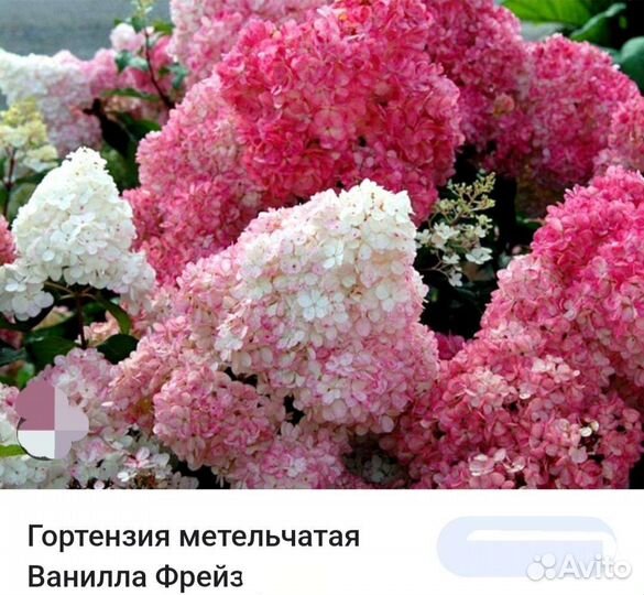 Саженцы гортензий 15 видов