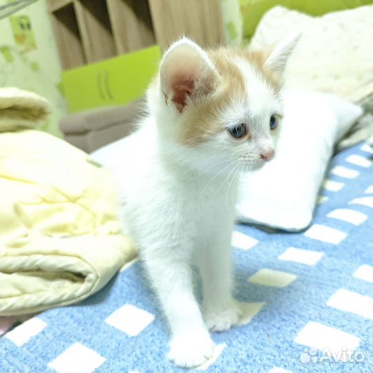 Котёнок бело-рыжий