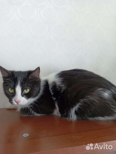 Кошечка ищет дом.Пятигорск