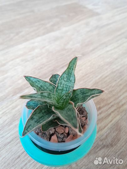 Сансевиерии сортовые и суккуленты часть 4