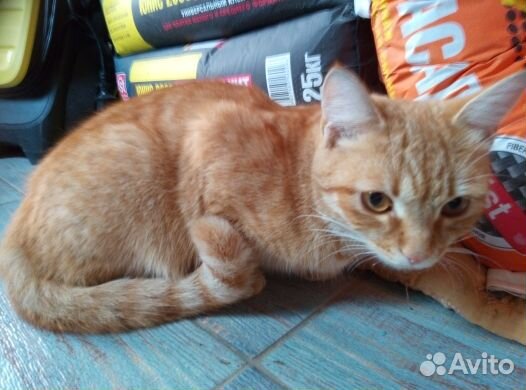 Подарю кошечку