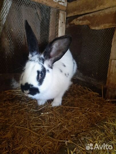 Кролики мясных пород