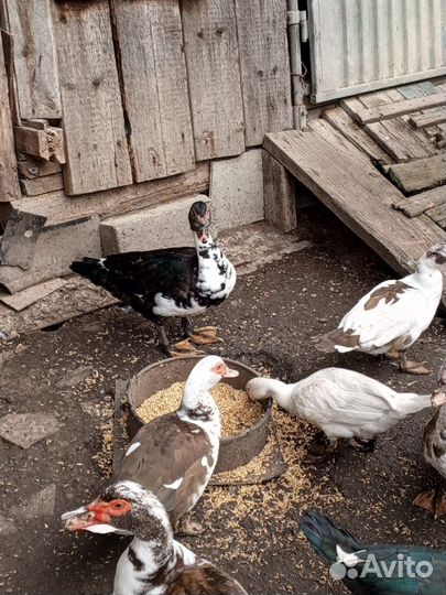 Мускусные утки (шипуны)