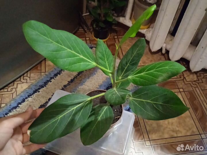 Комнатные растения