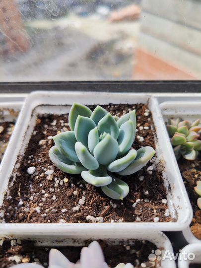 Пахиверия Драко