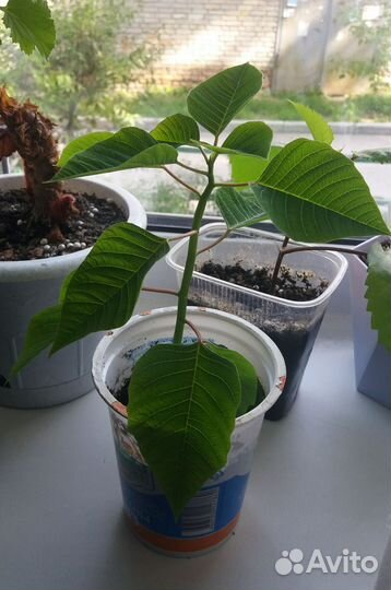 Рождественская звезда