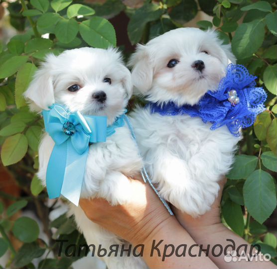 Малыши мальтийской болонки, мальтезе РКФ