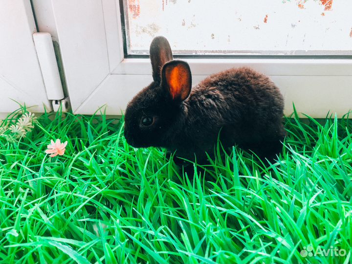 Карликовый кролик - лучший подарок