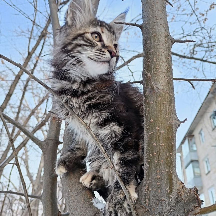 Котята мейн-кун в добрые руки