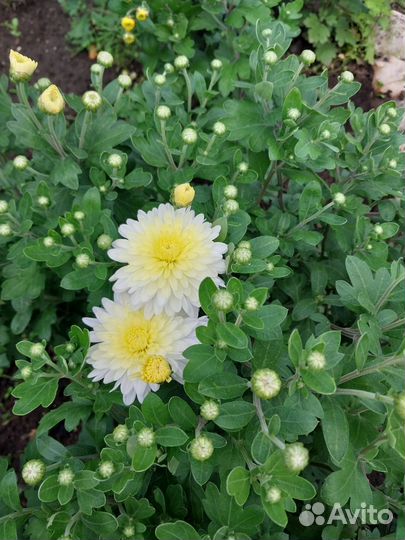 Хоста гипсофила примула гейхера