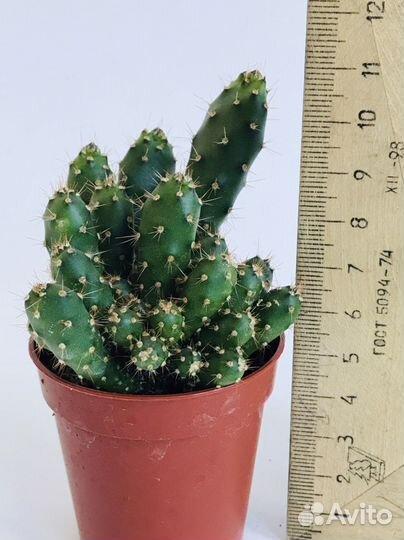 Кактусы необычные