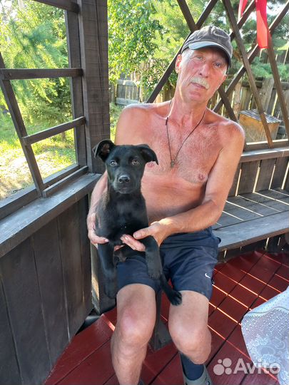 Щенок в добрые руки