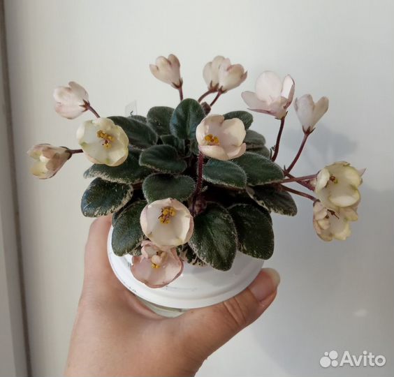 Фиалка Rob's Dandy Lion. Лист на срез