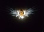 Декоративный светильник ночник сова