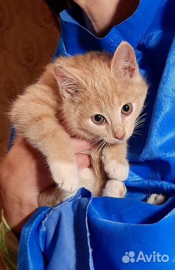 Рыжий малыш из развалин