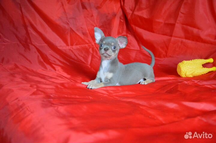 Шоколадное солнышко