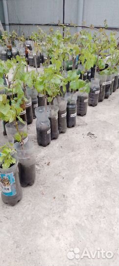 Саженец винограда