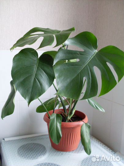 Монстера Делициоза, цветок с горшком 450 и1500