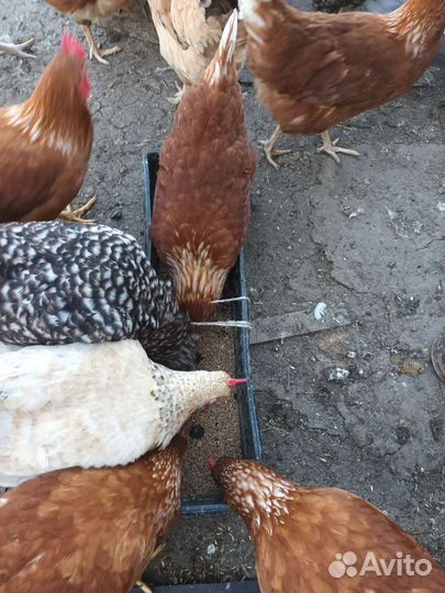 Домашние куриные яйца, молоко козье