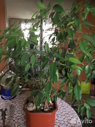 Бенджамина фикус
