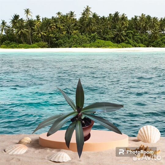 Продам цветы комнатные Традесканция Рео