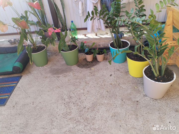 Замиокулькас