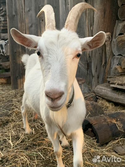 Зааненская дойная коза