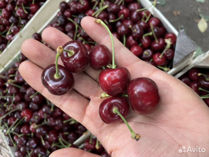 Черешня оптом