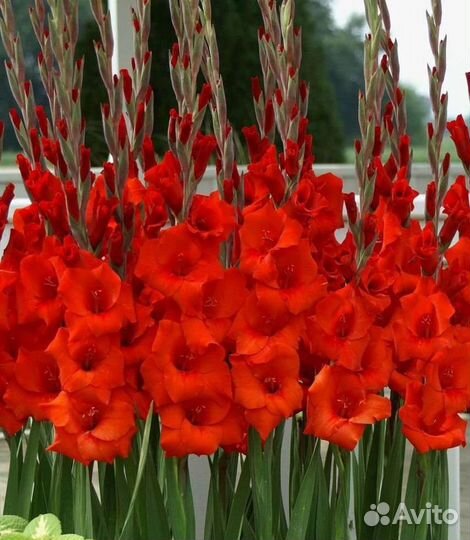 Гладиолусы луковицы