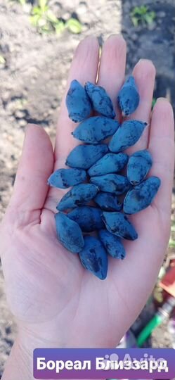 Саженцы жимолости