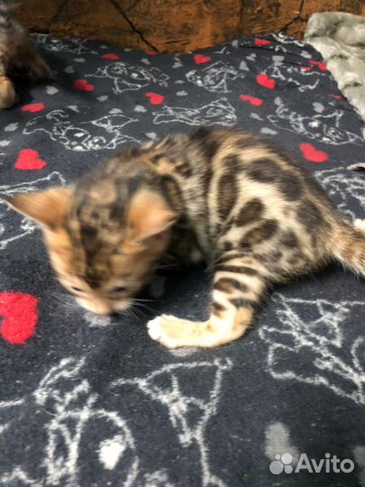 Бенгальская