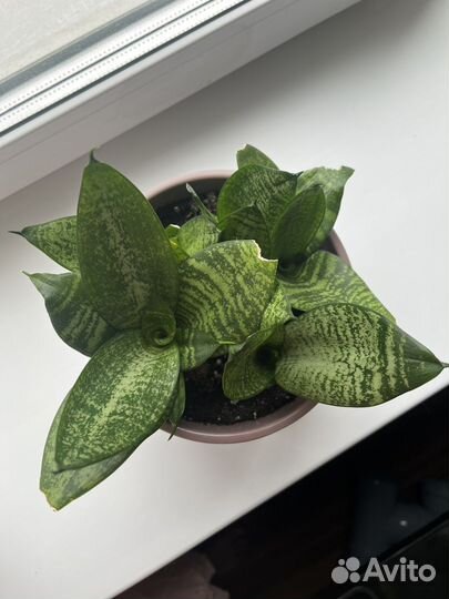 Сансевкрия в горшочке