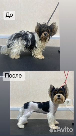 Стрижка йорков