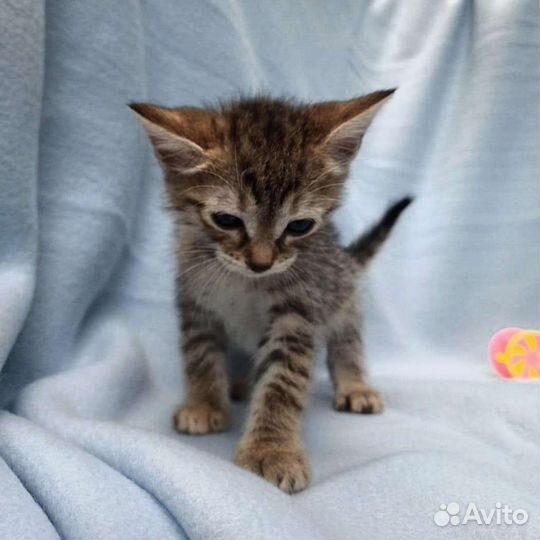 Малышка в добрые и заботливым руки