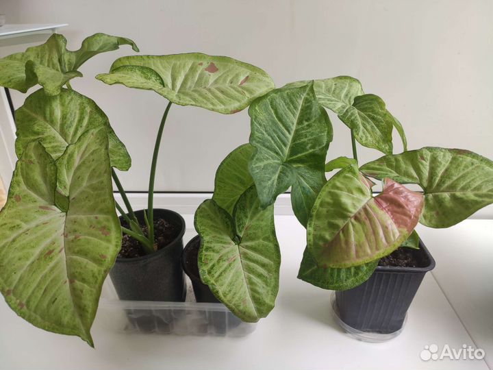 Сингониум конфетти, pink neon, imperial white